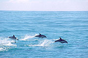 Picture 'Nz2_11_7 Dolphin, Dusky Dolphin, New Zealand, Kaikoura'